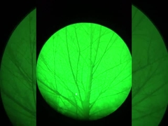 Effets de la vision nocturne